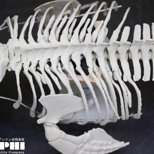 受注生産】コガシラネズミイルカ 原寸大全身骨格レプリカ 【幼獣