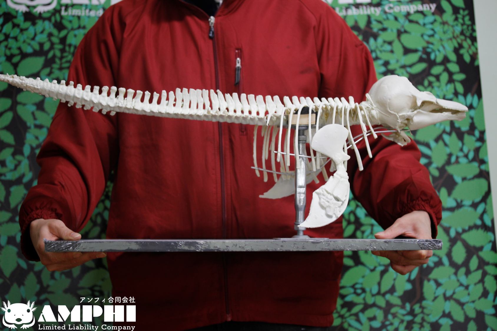 イルカの耳骨【大きさ2.7㎝⑥】 イルカの耳骨【大きさ2.6㎝】 - メルカリ