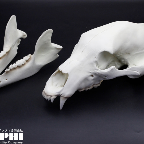 受注生産】ヒグマ 原寸大頭骨レプリカ 【エゾヒグマ】 その他置物