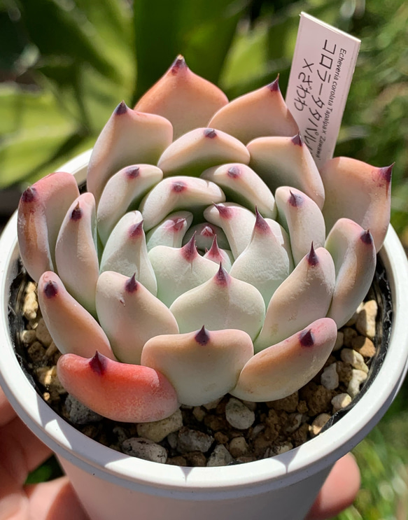 多肉植物 JJコロラータ 札付き 希少苗 JJcolorata エケベリア・セダム 