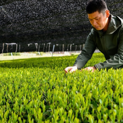 玉露のような濃厚茶！令和5年もの！香り品種さえみどりの被せ煎茶「貢大」10g 6枚目の画像