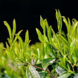 玉露のような濃厚茶！令和5年もの！香り品種さえみどりの被せ煎茶「貢大」10g 8枚目の画像