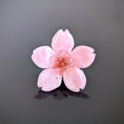 【受注制作】Early bloom. 本物のお花　こだわりのお花で仕上げる桜のタックピン／ブローチ　早咲き濃ピンク 2枚目の画像