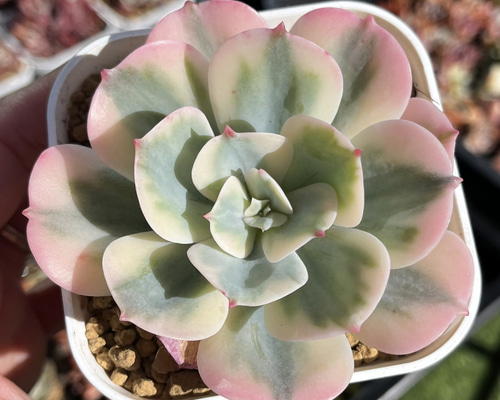 群生株@2380】七福神(大苗) 群生株@2380】七福神 七福神群生 子