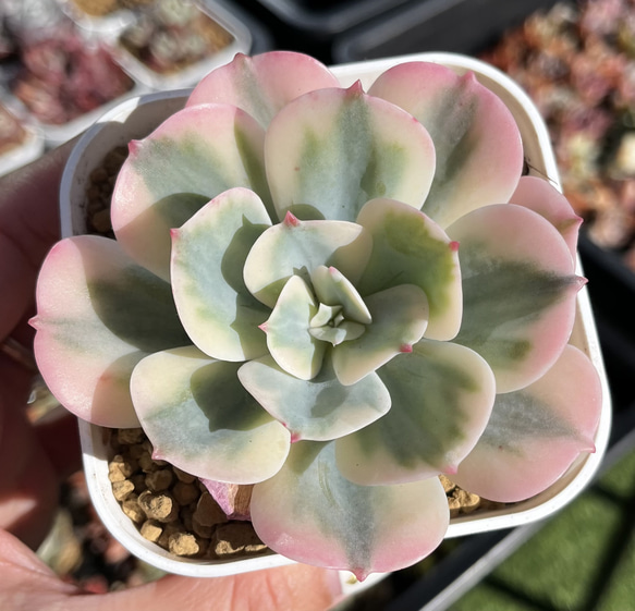 エケベリア 七福神複数株 おまとめ8ポットセット エケベリア 七福神