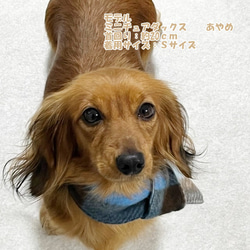【NEW】 マフラー チェック柄 【サックス】 犬 猫 ドッグウェア Dog 暖か 冬 5枚目の画像