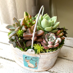 ★多肉植物　寄せ植え〜ねこちゃんの手作り水栓プランター〜★ 6c02964b79889e9f40014c7bf7a22b