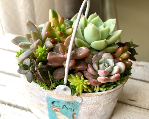 多肉植物リメイク鉢寄せ植え(*´꒳`*) 多肉植物寄せ植え #寄せ植え_mako こんにちは(* .ˬ.)
