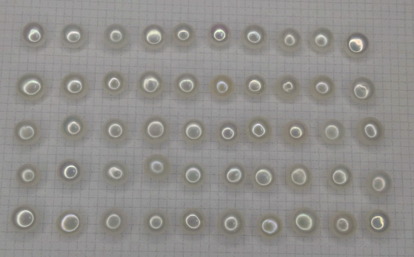 不揃い　淡水パール　片穴ボタン　５０個セット（D)　約5.5㎜～6.7㎜ミックス　照り・艶あり 2枚目の画像