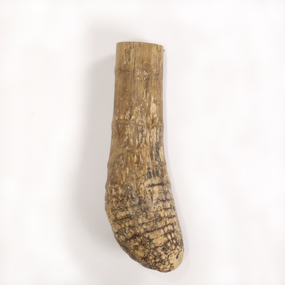 【温泉流木】分厚い靴下のような立派な竹流木の壁掛け花器 花瓶 木製 流木インテリア 2枚目の画像