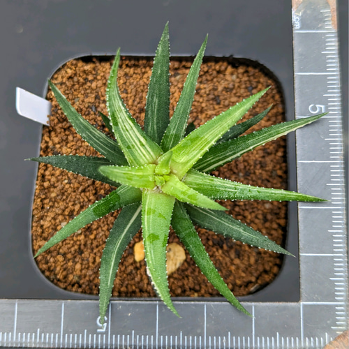 ハオルチア 鼓笛錦 in わけけのお店(ヨメ) 多肉植物 ゆらり 〚わけけの