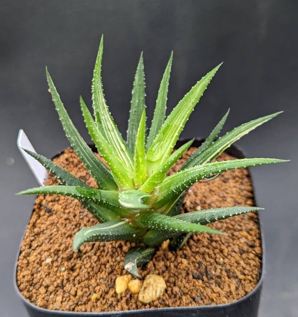 ハオルチア 鼓笛錦 in わけけのお店(ヨメ) 多肉植物 ゆらり 〚わけけの