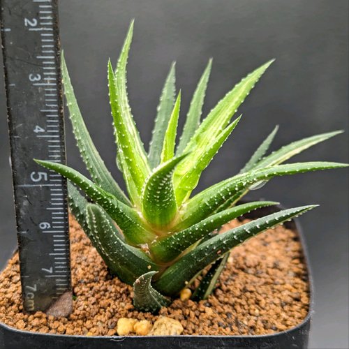 ハオルチア 鼓笛錦 in わけけのお店(ヨメ) 多肉植物 ゆらり 〚わけけの