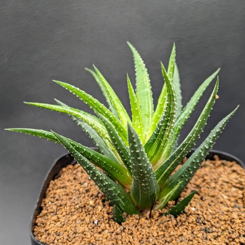 ハオルチア 鼓笛錦 in わけけのお店(ヨメ) 多肉植物 ゆらり 〚わけけの