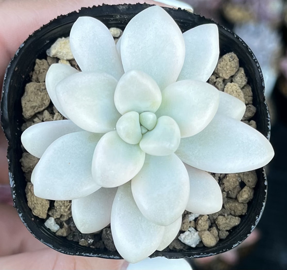 エレン カット苗 グラプトベリア 多肉植物 大人気，得価 ☆多肉植物の