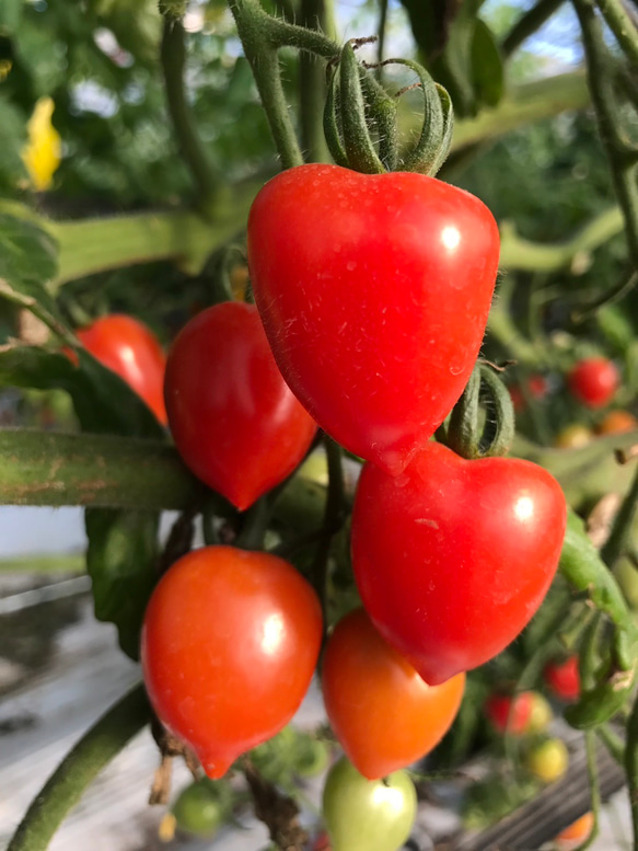 【トマト農家コラボ商品】フルーツみたいなトマトベリージャム 6枚目の画像