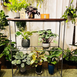 植物育成棚　ダクトレール付き アイアンシェルフ　男前インテリア 8022 ecd14241b773dcc9bc6b2cf21128d3