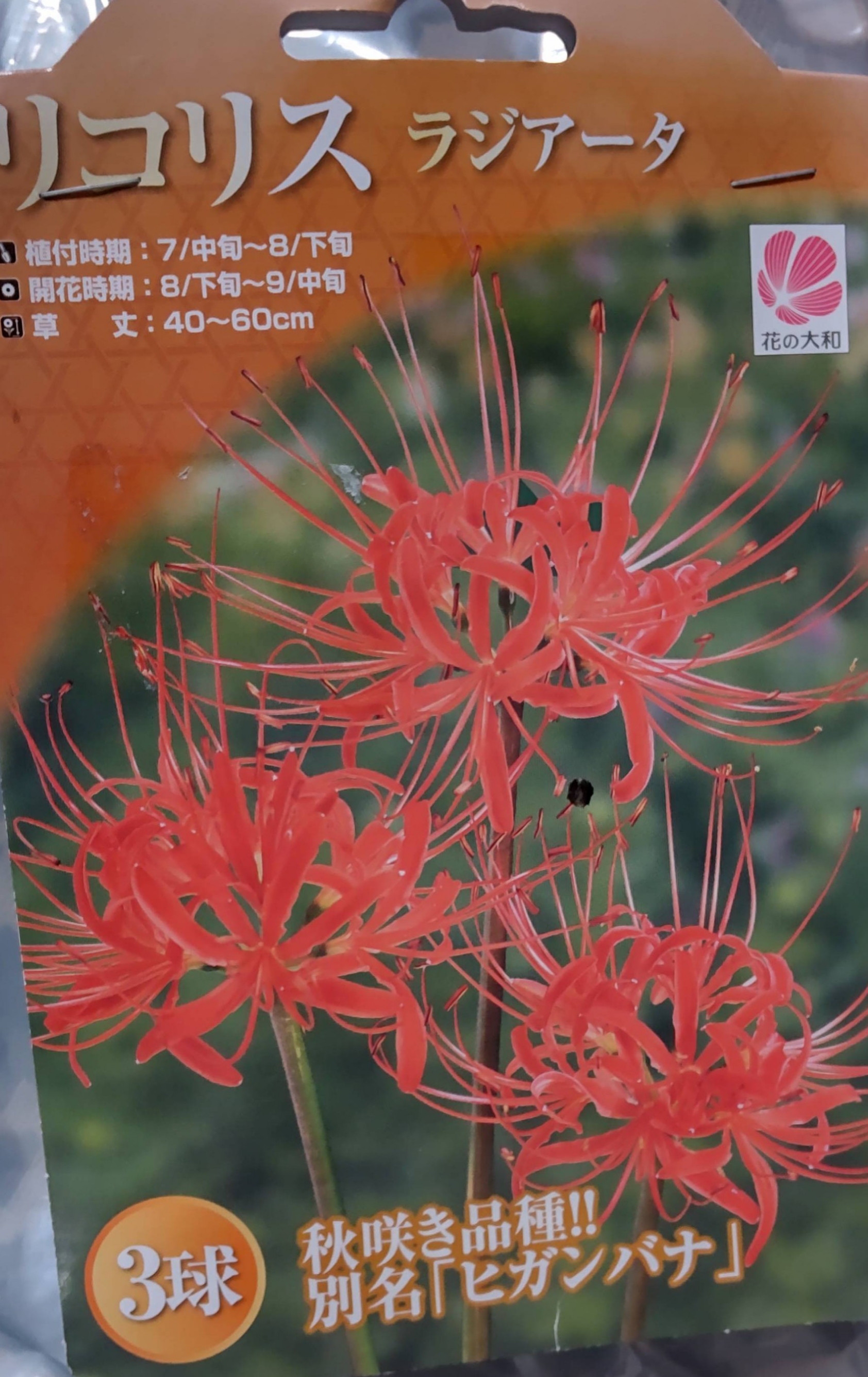 花★リピーター様割 プリザーブドフラワー 炭鉢 風光明媚 白（Mサイズ）｜祝い花と