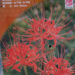 リコリス超希少品種「酔舞龍」（すいぶりゅう）1球 リコリス【 酔舞龍⠀】珍しい彼岸花 反り返る蕊と花びらのぐらで