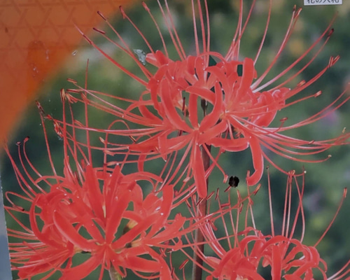 リコリス【ラジアータ 6球】秋 畦道を覆うようにくれないに咲く彼岸花