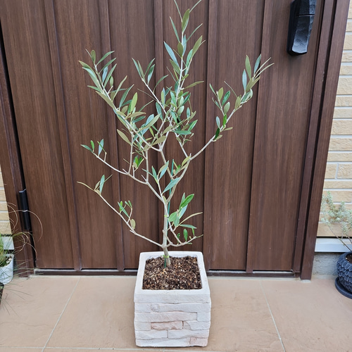 オリーブの木 エルグレコ レンガ風景石膏鉢植え 苗 シンボルツリー