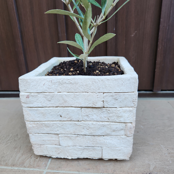 オリーブの木　エルグレコ　　レンガ風景石膏鉢植え　苗　シンボルツリー 7枚目の画像