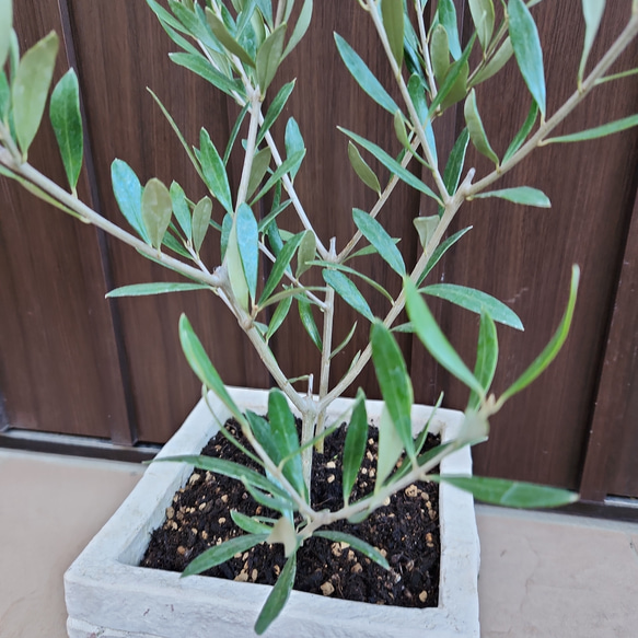 オリーブの木　エルグレコ　　レンガ風景石膏鉢植え　苗　シンボルツリー 5枚目の画像