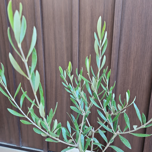 オリーブの木　エルグレコ　　レンガ風景石膏鉢植え　苗　シンボルツリー 3枚目の画像