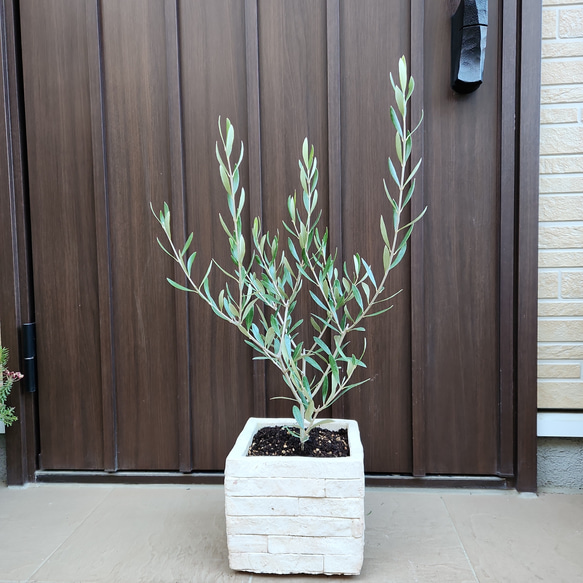 オリーブの木　エルグレコ　　レンガ風景石膏鉢植え　苗　シンボルツリー 1枚目の画像