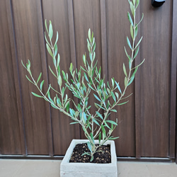 オリーブの木　エルグレコ　　レンガ風景石膏鉢植え　苗　シンボルツリー 4枚目の画像