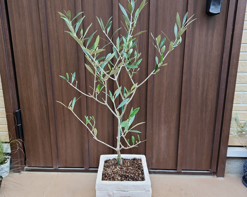 koguma♡オリーブの木　エルグレコ　テラコッタ鉢植え&チプレッシーノ 再販 オリーブの木 エルグレコ ワイルドロックテラコッタ鉢植え
