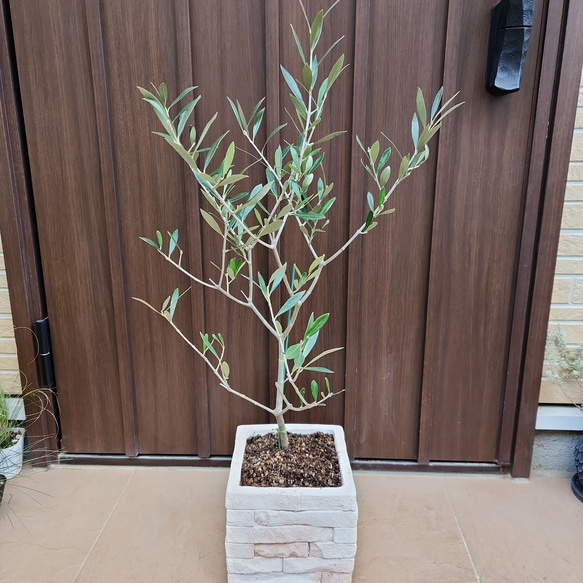 オリーブの木 エルグレコ レンガ風景石膏鉢植え 苗 シンボル オリーブの木 エルグレコ レンガ風景石膏鉢植え 苗 シンボル