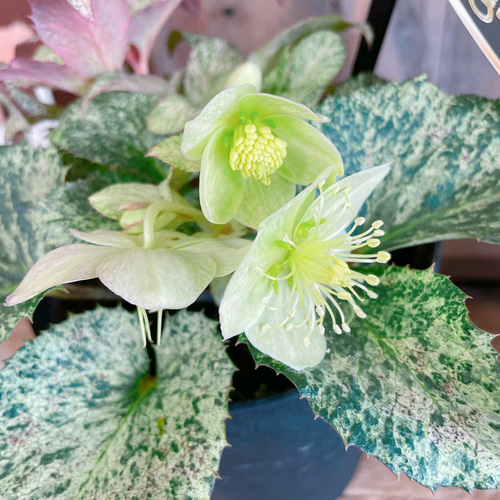 斑入り♡レア【クリスマスローズ スノーフィーバー5寸サイズ】清楚な