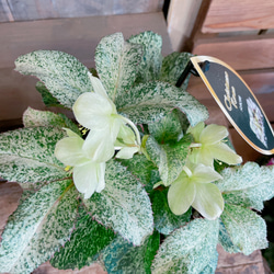 斑入り♡レア【クリスマスローズ スノーフィーバー5寸サイズ】清楚な