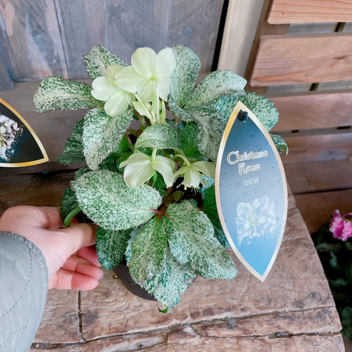 斑入り♡レア【クリスマスローズ スノーフィーバー5寸サイズ】清楚な