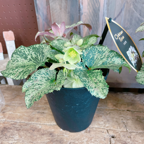 斑入り♡レア【クリスマスローズ スノーフィーバー5寸サイズ】清楚な