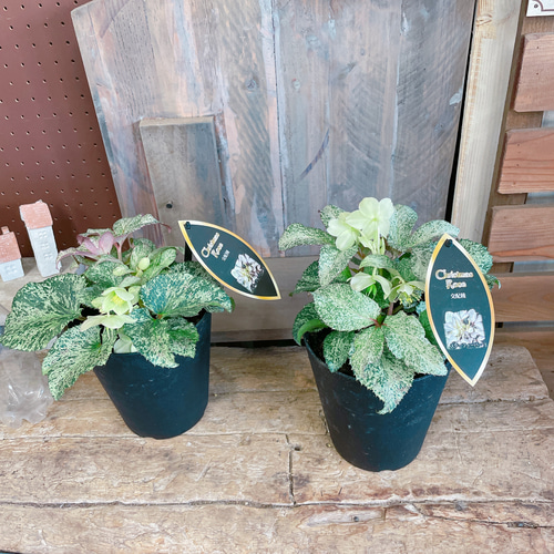 斑入り♡レア【クリスマスローズ スノーフィーバー5寸サイズ】清楚な