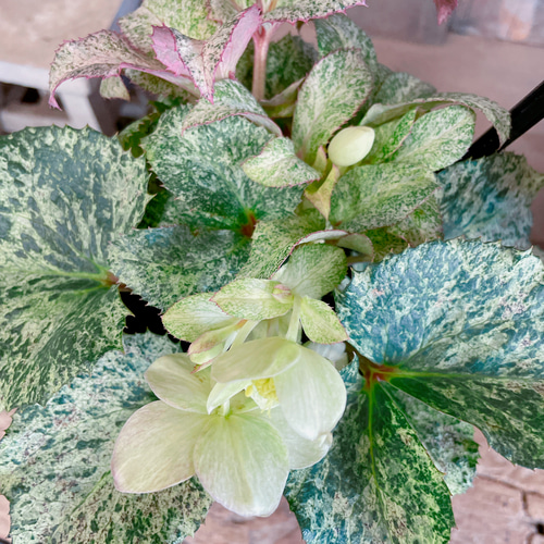 斑入り♡レア【クリスマスローズ スノーフィーバー5寸サイズ】清楚な