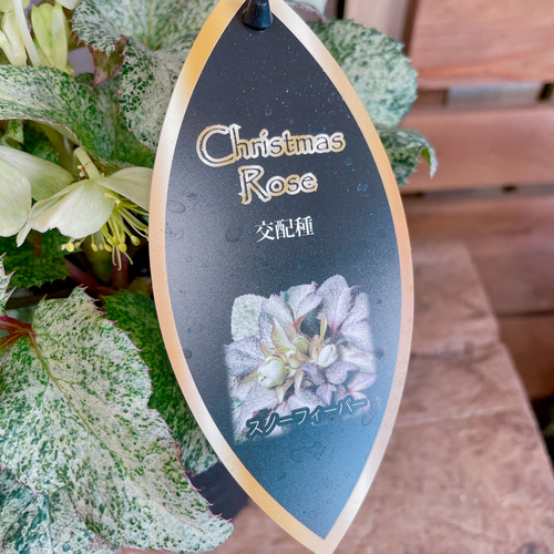 斑入り♡レア【クリスマスローズ スノーフィーバー5寸サイズ】清楚な