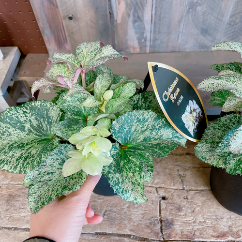 斑入り♡レア【クリスマスローズ スノーフィーバー5寸サイズ】清楚な