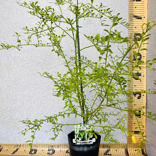 柑橘苗 3年生 フィンガーライム接木苗／ワイルドホワイト 高さ80センチ