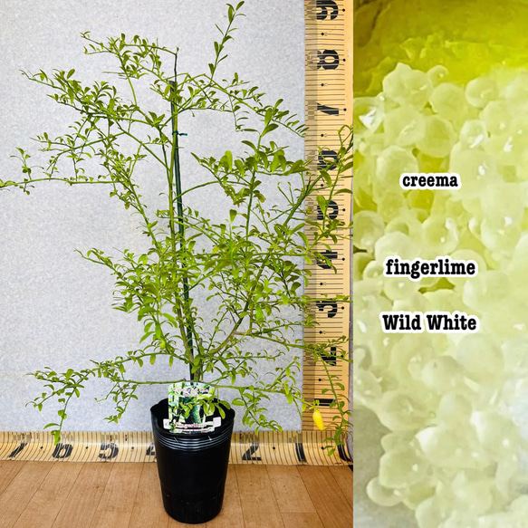 3年生　フィンガーライム接木苗／ワイルドホワイト　樹高80センチ 柑橘苗 3年生 フィンガーライム接木苗／ワイルドホワイト 高さ80センチ