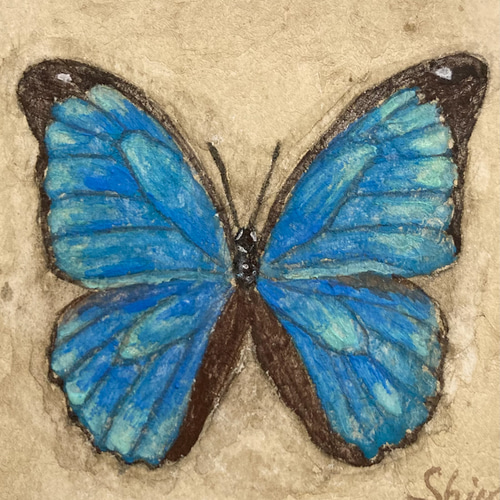 モルフォ蝶の小さな絵 -Morpho menelaus- /原画 アンティーク