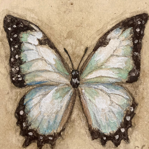 モルフォ蝶の小さな絵 - Morpho theseus juturna- /原画 モルフォ蝶の小さな絵 - Morpho theseus juturna- /原画