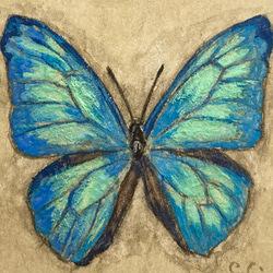 モルフォ蝶の小さな絵 -Morpho adonis-　/原画　アンティーク　アート　日本画　標本 4枚目の画像