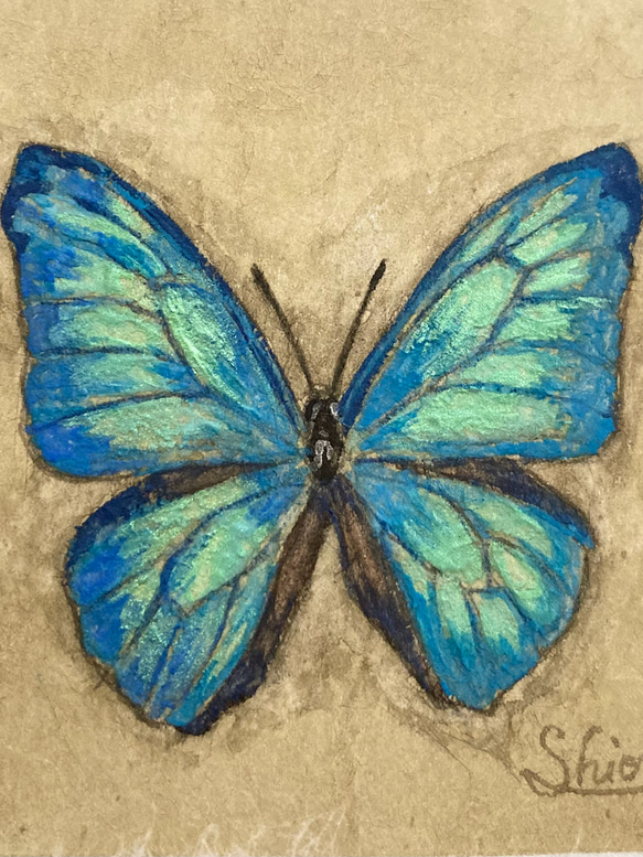 モルフォ蝶の小さな絵 -Morpho adonis-　/原画　アンティーク　アート　日本画　標本 4枚目の画像
