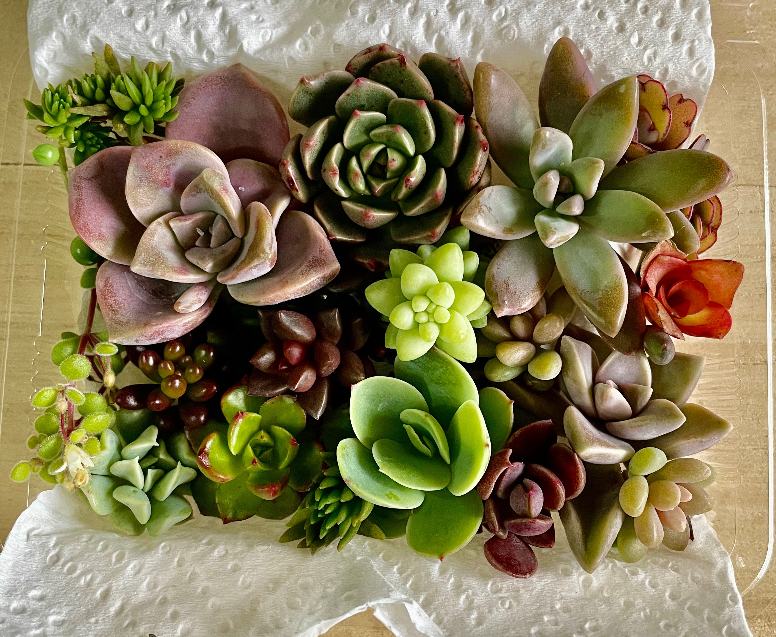 多肉植物カット苗詰め合わせ