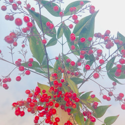 南天　お正月飾り 13枚目の画像