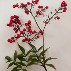 南天　お正月飾り 7枚目の画像