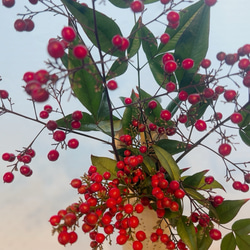 南天　お正月飾り 12枚目の画像